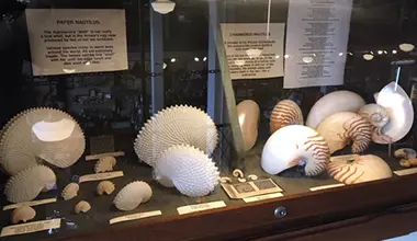Sea Shore Museum Tile